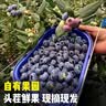 云南蓝莓新鲜蓝莓时令当季特大果花香新鲜水果辅食水果当应季新品 6盒 越多越划算【100g/盒】 品质中果【单果15mm+】 实拍图