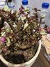 行湘雅乐之舞多肉植物金枝玉叶盆栽肉肉室内观赏花卉喜阳植物源头直发 实拍图