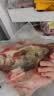 品鲜肴淡水鱼生态小桂鱼鳜鱼桂花鱼鳌花鱼 渔民捕获鲜活鱼现杀水产生鲜 净膛三去300-350g （1条）小桂鱼 实拍图