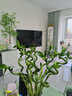 花翁富贵竹水培绿植招财转运室内客厅水养花卉盆栽植物文昌竹源头直发 实拍图