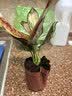 九千谷水培绿植吉利红水培植物室内中国红如意含玻璃瓶竹托源头直发 实拍图