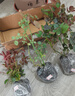 清韵伊人 月季花树苗爬藤当年开花月季花苗特大花盆栽地载庭院蔷薇 瑞典女王【不爬藤】 实拍图