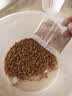 泷戈面包虫活体大麦虫乌龟蜥蜴仓鼠蝎子蜘蛛八哥鸟守宫鱼饵鱼活体饲料 1cm1000条+饲料(送镊子) 实拍图