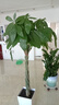 叹为观止大型植物发财树各种大颗盆栽开业乔迁客厅办公室内好养大型花卉 辫子发财树【1.5-1.7米】 含盆 实拍图