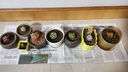 多肉植物精选图片品种发货照图办公室室内阳台桌面图片品种指定品 姬胧月+秋丽+淡雪+蓝鸟+盆土 实拍图