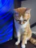 疯狂的主人剑麻猫抓板猫窝猫咪玩具猫爪板耐磨不掉屑耐抓麻绳一体猫咪用品 实拍图