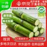 京觅陶山甘蔗 无节精品装 4.8斤 青皮甘蔗 新鲜甘蔗 源头直发 实拍图