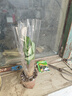 发财树盆栽大植物室内办公室桌面客厅小盆景招财树苗绿植花卉盆栽 小单杆发财树 2-3cm【原盆】 【送肥料】 实拍图