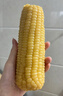 十月稻田 黄糯玉米 3.52斤(220g*8根) 东北粘苞米 早餐杂粮 马年限定 实拍图