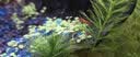 鱼官儿观赏虾工具虾草缸米虾淡水樱花虾水晶虾除藻虾活体水草莫斯 小极火虾35+5只抵损（0.8-1cm） 实拍图