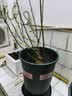 特大蓝莓树果苗盆栽地栽发货南北方种植奥尼尔蓝莓苗当年结果 薄雾 5年苗【当年结果】50-60公分高 实拍图