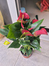 蝴蝶之舞红掌一帆风顺盆栽植物室内花卉好养土培大盆水养四季常青绿植 红掌3-4朵花 含盆 实拍图