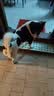 好主人狗粮 全犬种通用成犬粮2.5kg泰迪金毛拉布拉多比熊天然粮5斤/20斤 全犬种成犬粮40斤 实拍图