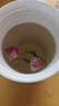 艺福堂花草茶 新花平阴原产重瓣胎玫瑰花茶75g/罐 无熏硫大朵养生搭菊花 实拍图