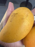 京鲜生 海南小台农芒果3斤装 单果70g起 新鲜水果 实拍图