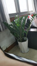叹为观止大型植物发财树各种大颗盆栽开业乔迁客厅办公室内好养大型花卉 金钱树【80厘米-1米】 含盆 实拍图