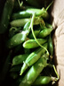 中鲜生 云南新鲜豌豆 甜豌豆新鲜蔬菜现摘豆角 净重1斤装【试吃装】鲜嫩饱满 实拍图