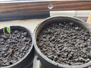 百合花种球香水百合四季开花好养活花卉植物室内外花苗盆栽花种子 混搭自选5个球包活 实拍图