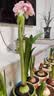 爱丽思（IRIS）爱丽思树脂波纹浮雕加厚花盆多肉绿萝植物塑料懒人家用花盆 8号浅米色 1个盆＋1个托【省心组合】 实拍图