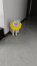 欢宠网伊丽莎白圈猫宠物狗猫咪狗狗绝育软项圈头套脖套防舔防咬脖圈耻辱 实拍图