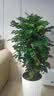 芙洛拉花园【2小时达】发财树绿萝金钱树散尾葵天堂鸟大型绿植室内开业乔迁 幸福树 实拍图