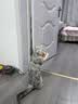 BNBNO猫咪悠悠球猫玩具自动逗猫棒自嗨解闷神器小猫消耗体力用品 实拍图