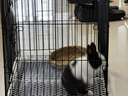 憨憨宠兔子笼 兔笼加粗加密家用兔子专用笼子可折叠兔笼子特大号养殖笼 500# 黑色可折叠加密兔子笼 实拍图