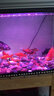 森森鱼缸T8 LED三基色龙鱼缸灯管水族箱草缸造景变色红龙鱼LED灯管 45cm三色变色7W 针插无电源线 实拍图