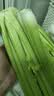 山东新鲜大西芹现割现发榨汁西芹首选水果西芹蔬菜生鲜减肥减脂 新鲜西芹带箱2斤 净重1.7斤 实拍图