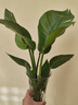 种花迷水培天堂鸟盆栽花卉植物室内客厅绿植面鹤望兰吸甲醛四季好养活 精品水培天堂鸟50-60厘米2棵【不含瓶】 实拍图