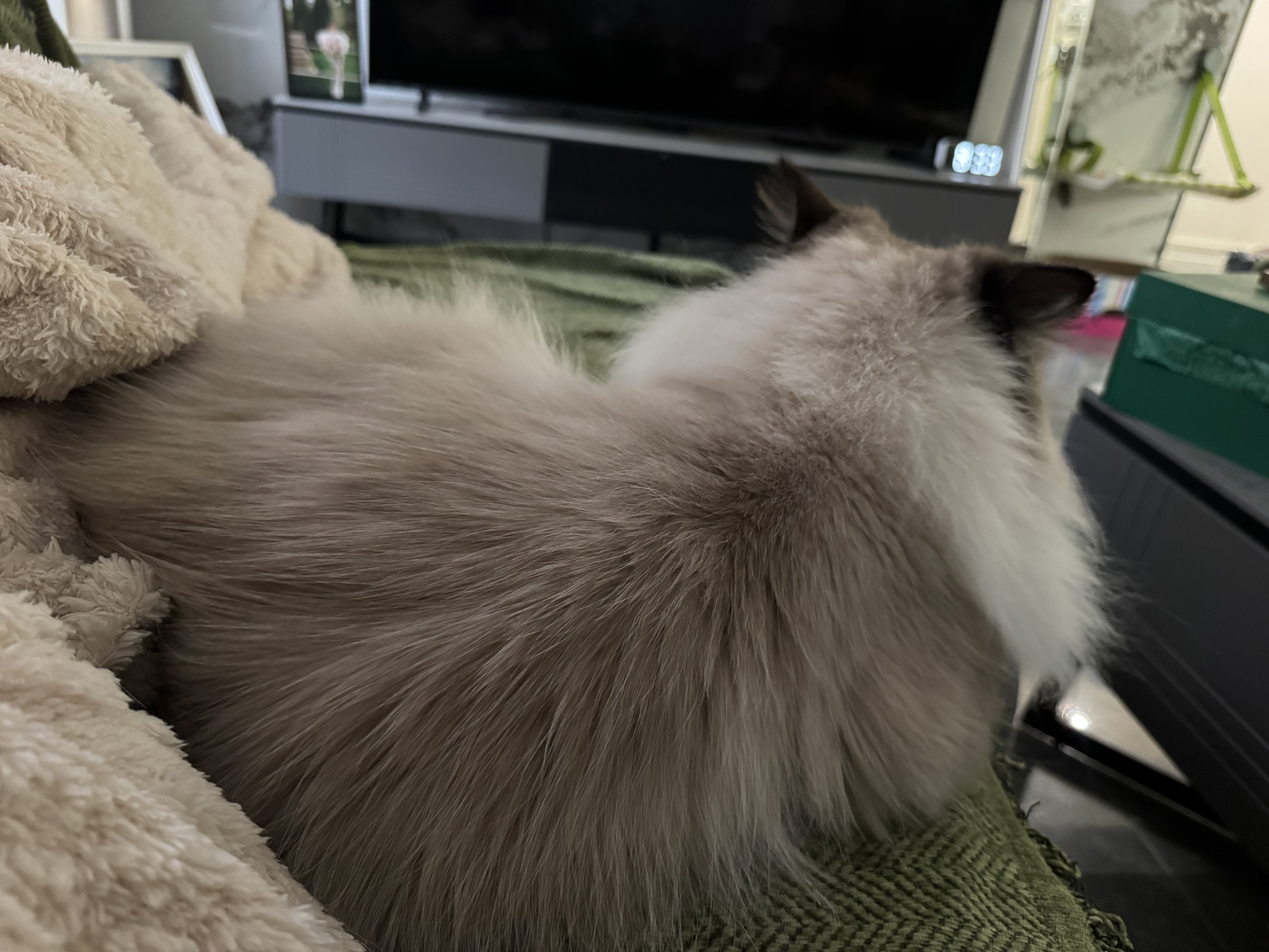克莉斯汀森（Chris Christensen）克里斯汀森丝仙蛋白精华露宠物猫猫狗狗保湿防静电免洗精油118ml 实拍图