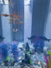 森森（SUNSUN）大型鱼缸底过滤水族箱客厅家用落地玻璃生态金鱼缸 屏风隔断款 1米长35cm宽（黑白灰可选） 实拍图