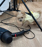 瓦媞纯种韩系马尔泰幼犬小体香槟泰迪熊犬  短嘴颜值高  高品质宠物狗 黄色/金色 2026-04-03 静静 宠物级 韩系精品甜美 公 实拍图