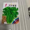 【亏本冲量】四季播种大叶香菜种子农家品种芫荽种籽阳台盆栽地栽 香菜种子【1包约500粒】 原厂封装 实拍图