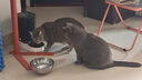 自然光环Halo【成猫健美】美国进口猫粮无谷主粮大袋宠物成年减肥干粮蓝猫 健美体态鱼肉味6磅*2（效期27.2起) 下单抽奖·满赠好礼~详情请入会 实拍图