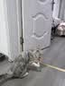 BNBNO猫咪悠悠球猫玩具自动逗猫棒自嗨解闷神器小猫消耗体力用品 实拍图