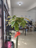 叹为观止大型植物发财树各种大颗盆栽开业乔迁客厅办公室内好养大型花卉 单杆发财树【1.5-1.7米】 含盆 实拍图