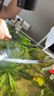 创宁鱼缸刮藻刀【A1版不可调节】清洁工具无死角刷子长柄铲刀神器 实拍图