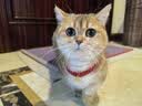 柒哦猫咪项圈铃铛新年猫猫幼猫脖子饰品宠物小猫脖圈蓝猫狗狗装饰项链 红色国风【招财纳福 】 实拍图