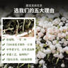 春伦大白毫茉莉花茶叶特级自己喝口粮茶新茶福州浓香型送礼罐装100g 实拍图
