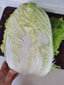 【东东买菜】霜打黄心大娃娃菜黄心菜大白菜辣白菜酸菜产地批发 大娃娃菜1斤含箱 实拍图