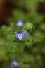 佳能（Canon）RF100mm F2.8 L MACRO IS USM 远摄微距镜头 大光圈定焦 微单镜头 滤镜防护套装 实拍图