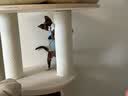兽牌森林猫爬架大型猫树猫窝一体豪华剑麻猫架太空舱缅因大猫暖冬适用 森林Plus【实木上漆款】 实拍图
