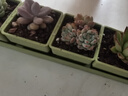 九千谷多肉植物花盆创意室内组合盆栽小绿植花盆（不含绿植）四格4696 实拍图