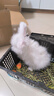暮秋小主血统宠物兔垂耳兔活体大型安哥拉长毛迷你侏儒猫猫兔活物已做疫苗 网红大型安哥拉纯白幼兔 实拍图