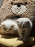华元宠具（hoopet）猫窝保暖封闭式安全感小猫躲避屋宠物窝冬天猫窝冬季猫屋猫咪床垫 实拍图