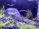 森森（SUNSUN） 鱼缸水族箱生态超白玻璃缸桌面水草缸客厅造景金鱼缸 300A超白裸缸+白底膜 实拍图
