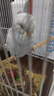 朗缤 鹦鹉活体鸟活物虎皮鹦鹉宠物活鸟玄凤鹦鹉手养鸟会说话幼鸟幼崽 白色虎皮1只 实拍图