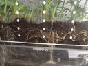弥鹿（MiDeer）儿童植物种植观察窗阳光房小盆栽玩具小学生幼儿园暑假生日礼物 【经典款】植物冲冲冲 实拍图