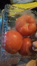 番茄约500g 实拍图